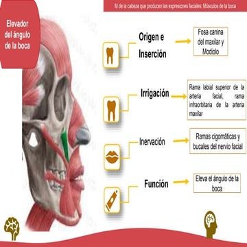 Musculos elevador del angulo de la cara.pptx