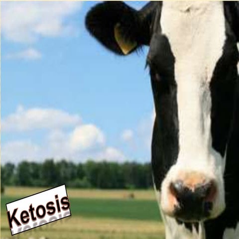 Ketosis