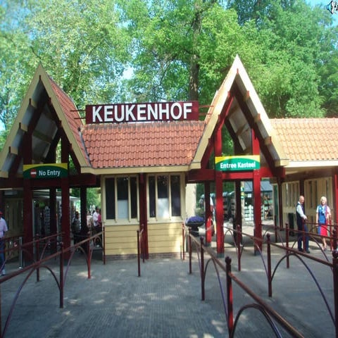 Keukenhof, Tulip garden.