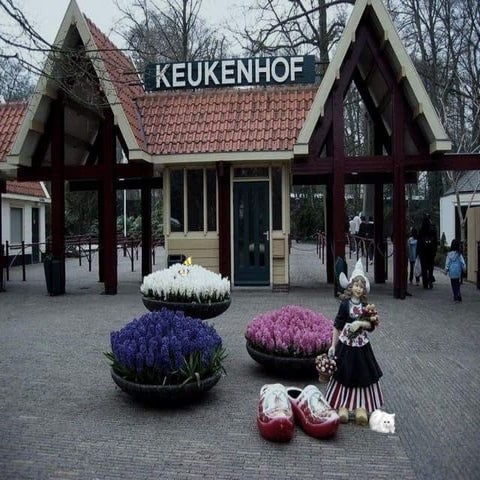 Keukenhof flowers   1