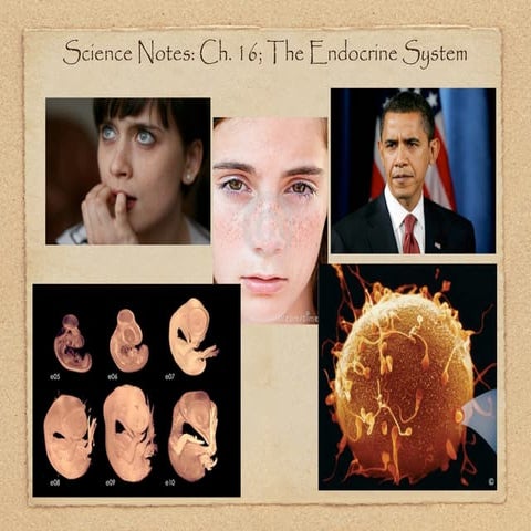 Keynote; ch. 16; endocrine system | ZIP