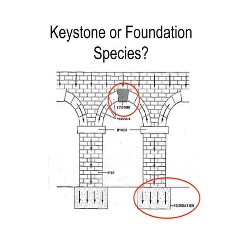 Keystone and Foundation Species | PPT