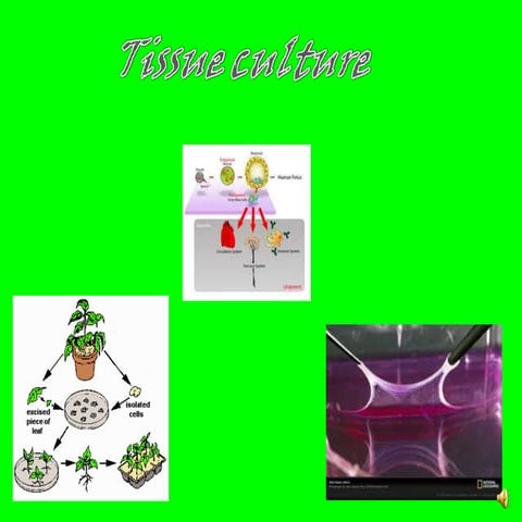  tissue culture hybridization