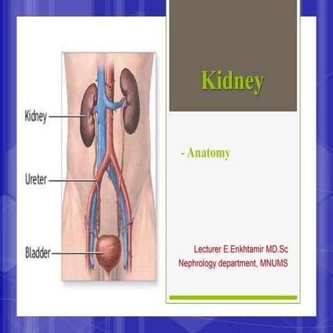 Kidney