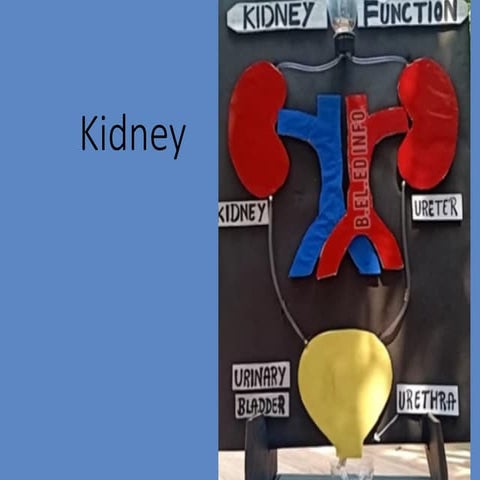 Kidney function and structurekidney.pptx