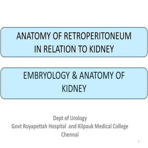 ANATOMY OF KIDNEY