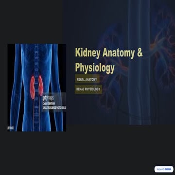 Comprehensive Overview of Kidney Anatomy, Physiology, and Clinical ...