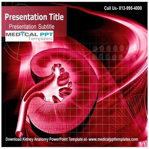 Kidney Anatomy PowerPoint Template | PPT