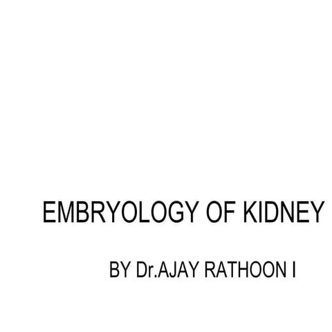 Kidney embryology