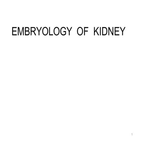 kidney embryoloGY.pptx