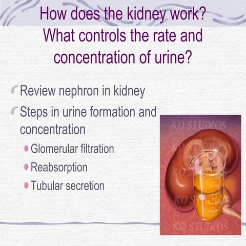 Kidney function and nephrons