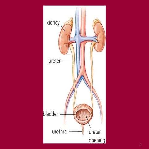 Kidney function test