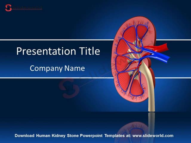 Human Kidney Stone Powerpoint Templates - SlideWorld | PPT human-kidney-stone-powerpoint-templates-slideworld-ppt