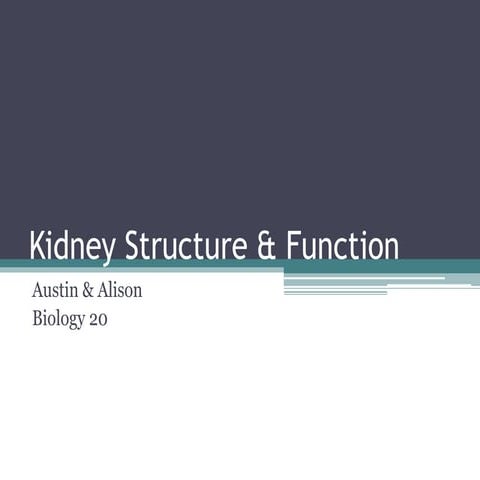 Kidney structure & function
