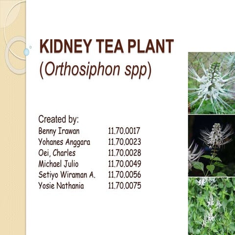 Kidney tea plant (orthosiphon spp)