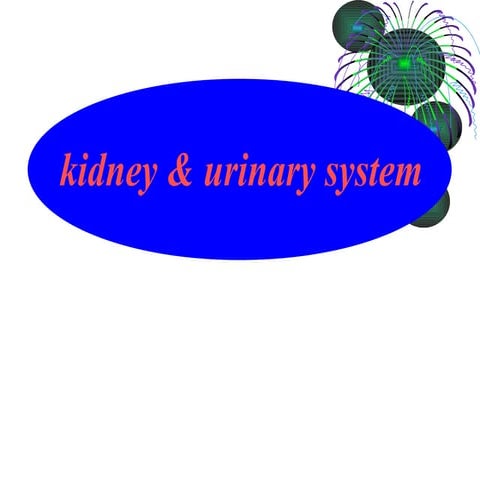 Kidney & Urinary System