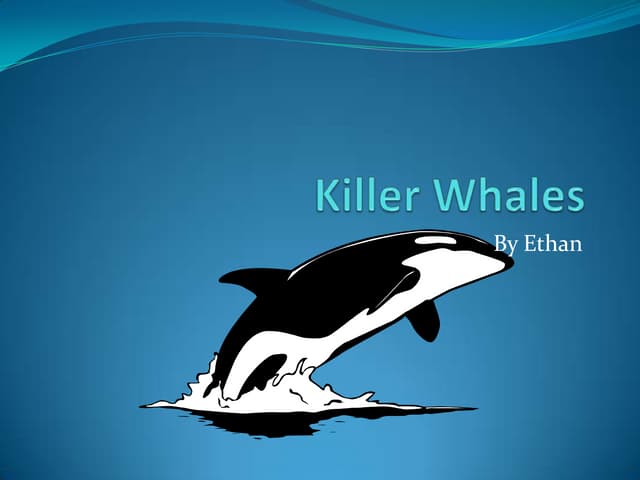 Killer Whale Powerpoint