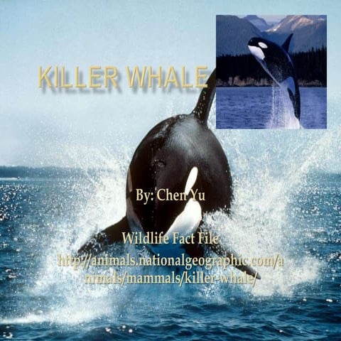 Killer Whale Powerpoint | PPTX