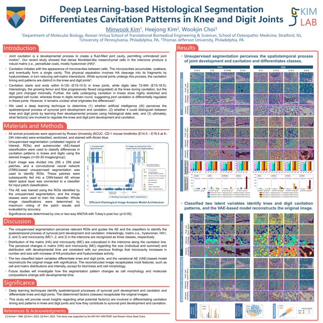 Deep Learning-based Histological SegmentationDifferentiates Cavitation Patte...