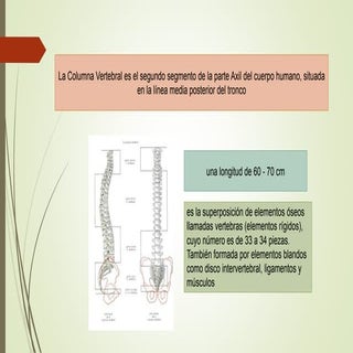 Kinesiologia columna-vertebral
