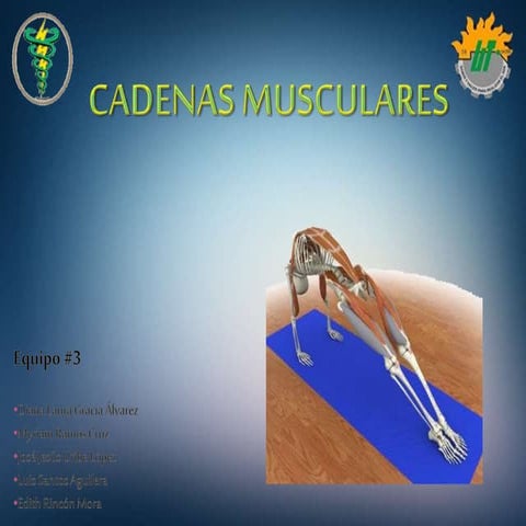 Kinesioterapia   cadenas musculares