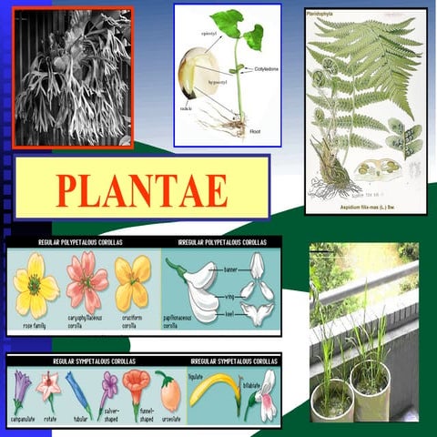 Kingdom plantae