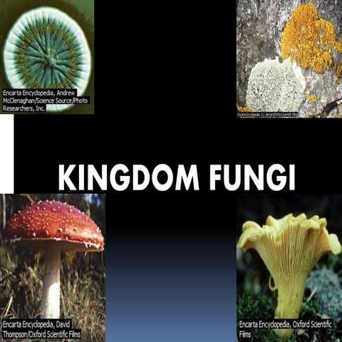 Kingdom fungi