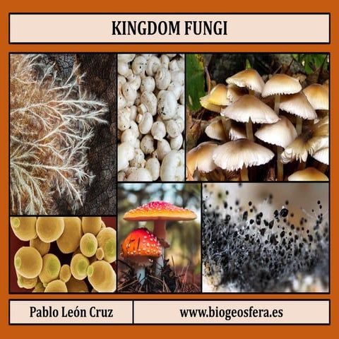 Kingdom Fungi