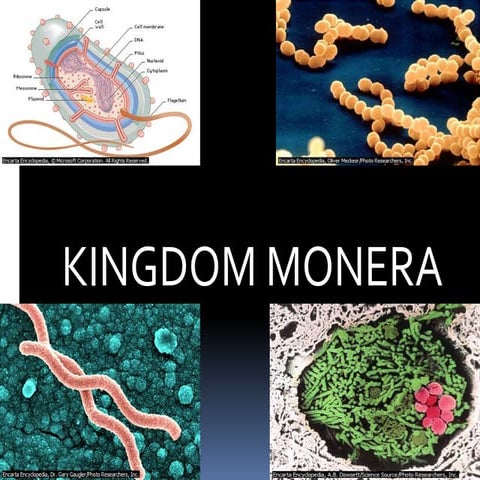 Kingdom monera | PPT