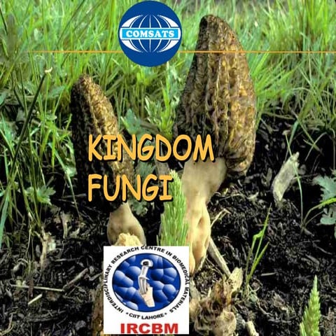 Kingdom of fungi