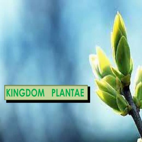 Kingdom plantae
