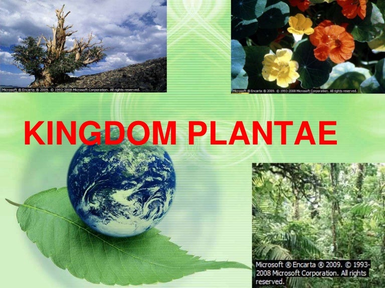 Kingdom plantae