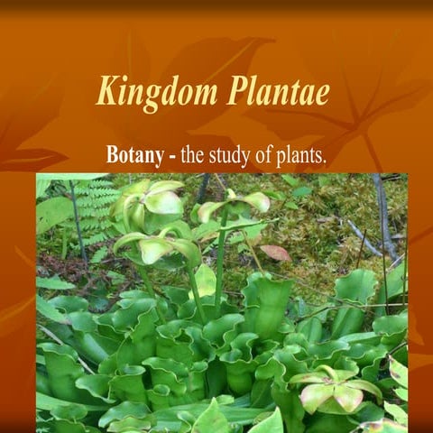 Kingdom plantae