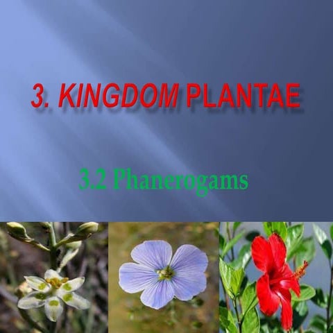 Kingdom plantae 2