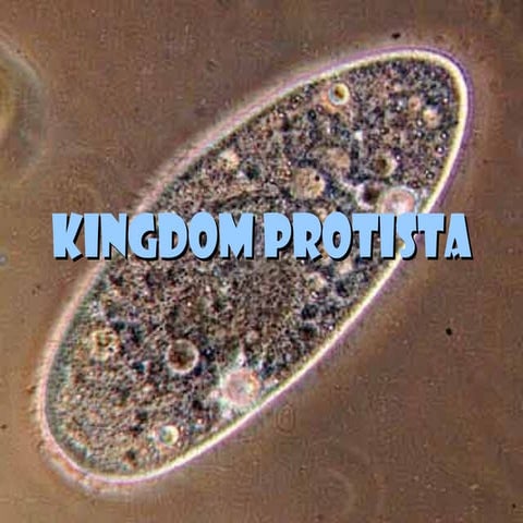 Kingdom protista