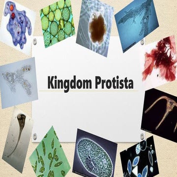 Taxonomy: Kingdom Protista