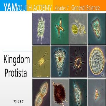 Comprehensive Overview of Kingdoms Protista, Monera, and Fungi for ...