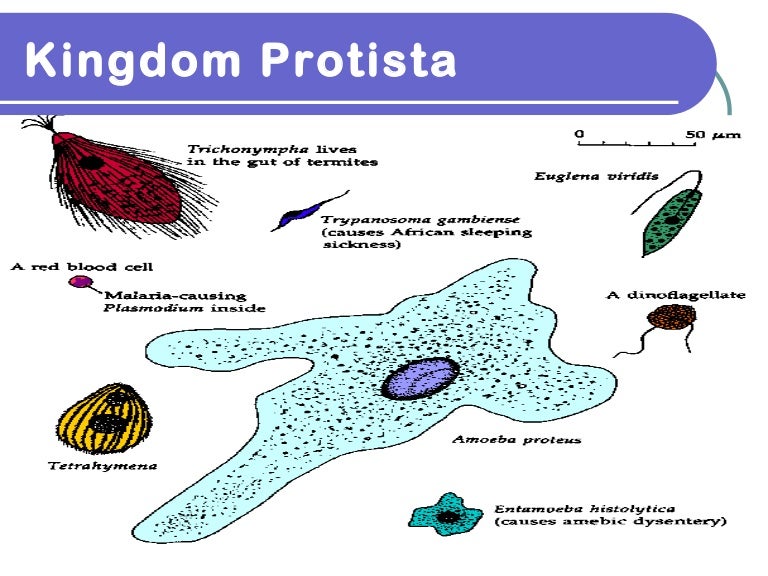 kingdom protista 1 protist examples