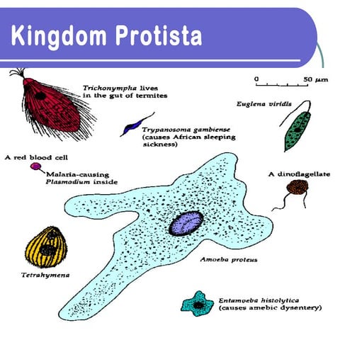 Kingdom protista[1]