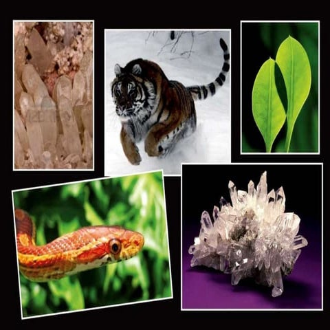 Kingdom Theory | PPT