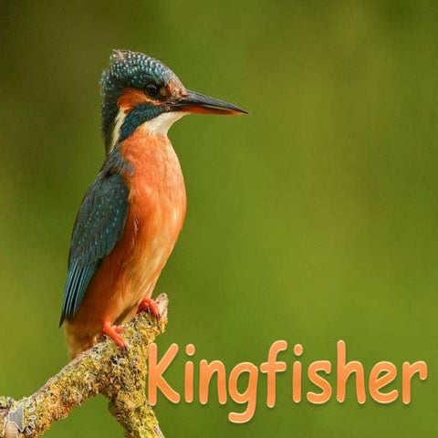 Kingfisher (v.m.)