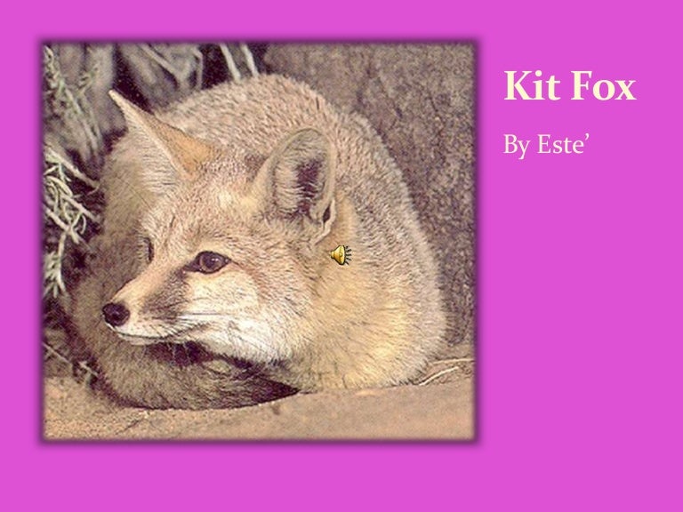 Kit Fox