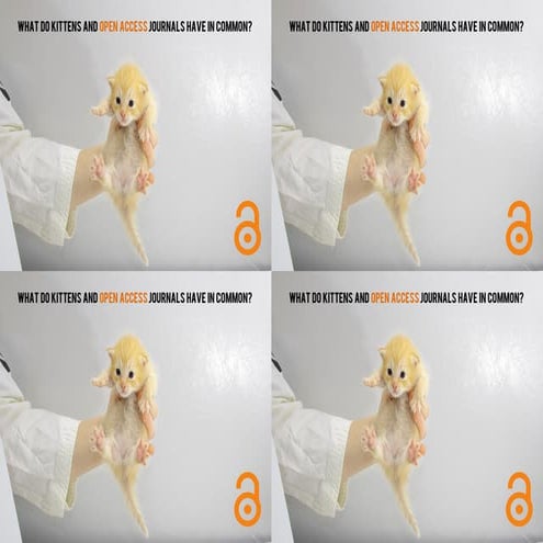 Open Access Week- Kittens in the Library!