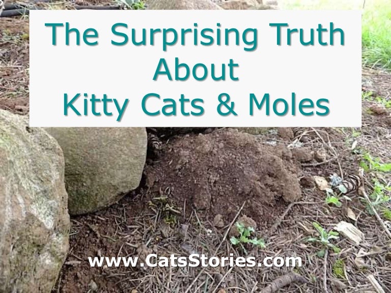 The Surprising Truth About Kitty Cats and Moles