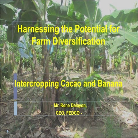 Kk day 2 pm stream 2 2nd speaker rene dalayon.fedco intercropping cacao and b...