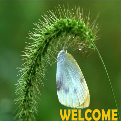  impact of new seed bill on indian agriculture   copy