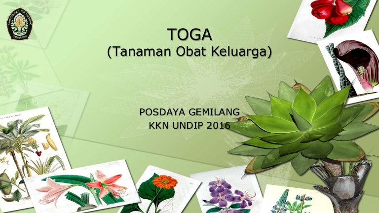 Tanaman Obat Keluarga