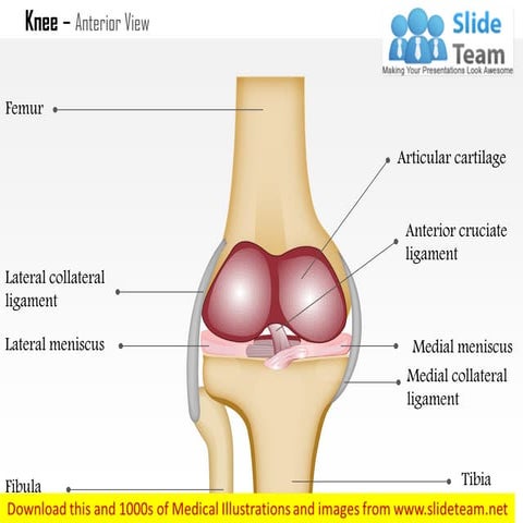 Knee anterior view medical images for power point