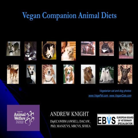 Vegan companion animal diets