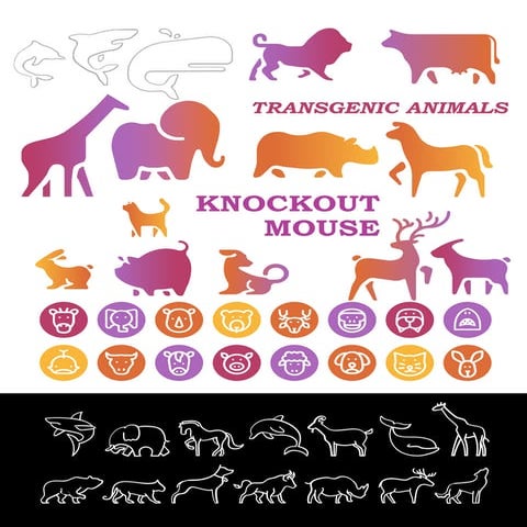 Transgenic Animal (KNOCKOUT MOUSE) production and Application 